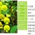 猪屎豆，灌木种子种四季易活灌木猪屎豆矿山护坡绿化园林造景