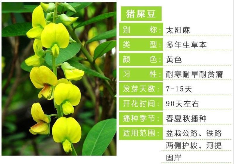 猪屎豆，灌木种子种四季易活灌木猪屎豆矿山护坡绿化园林造景