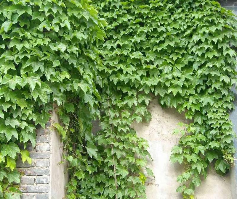 新采爬山虎种子爬墙的种籽爬墙虎种子爬藤植物攀爬植物种子