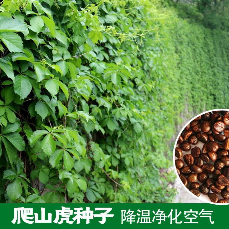新采爬山虎种子爬墙的种籽爬墙虎种子爬藤植物攀爬植物种子