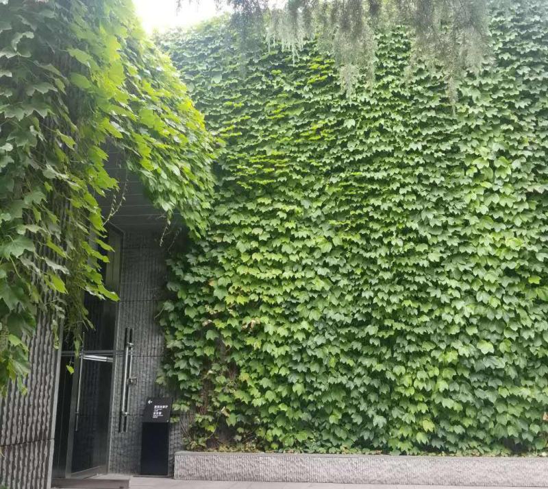 新采爬山虎种子爬墙的种籽爬墙虎种子爬藤植物攀爬植物种子