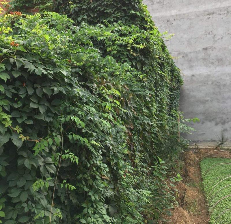 新采爬山虎种子爬墙的种籽爬墙虎种子爬藤植物攀爬植物种子