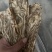 【文斌药业】当归压片当归佛手片甘肃无硫货低价促销