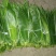 精品粽叶