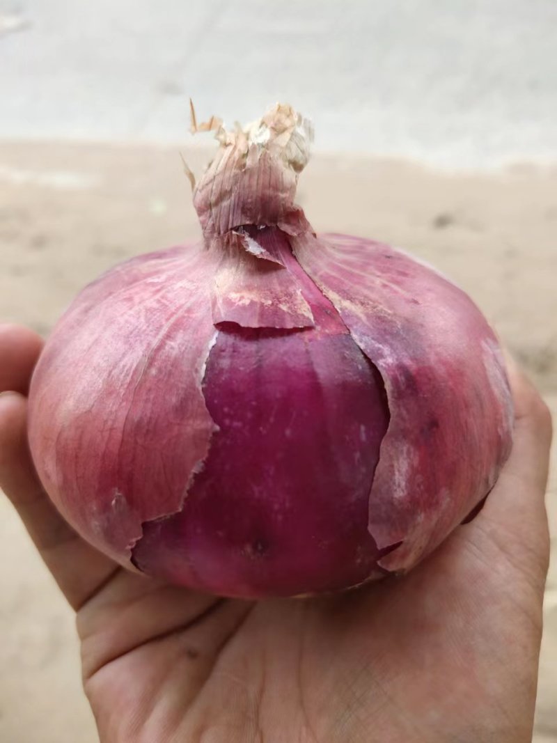 河南精品洋葱，支持各种规格包装发货，原产地直供