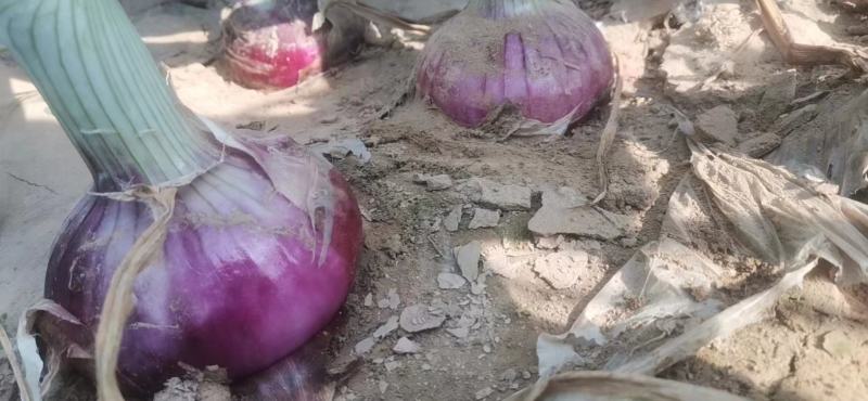 河南精品洋葱，支持各种规格包装发货，原产地直供