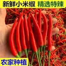 云南农户自产新苗小米辣新鲜辣味十足全国批发部