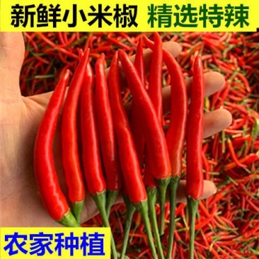 云南农户自产新苗小米辣新鲜辣味十足全国批发部
