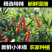 云南农户自产新苗小米辣新鲜辣味十足全国批发部