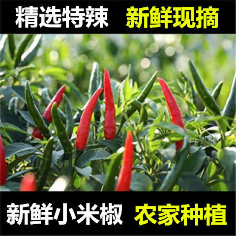 云南农户自产新苗小米辣新鲜辣味十足全国批发部