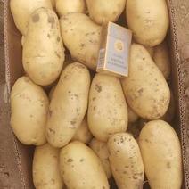 河南精品沃土5号土豆，原产地直接发货，各种规格及包装，常年代