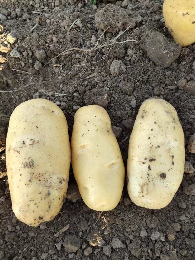 精品沃土5号土豆，原产地直接发货，各种规格及包装，常