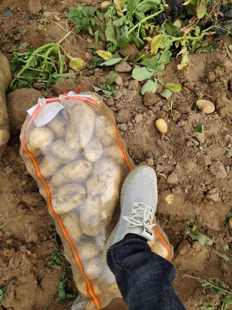 精品沃土5号土豆，原产地直接发货，各种规格及包装，常
