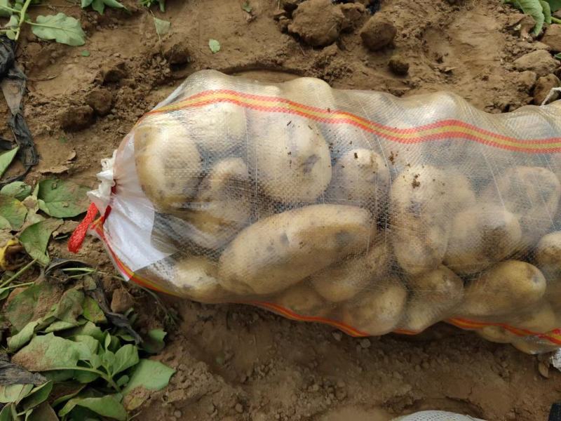 精品沃土5号土豆，原产地直接发货，各种规格及包装，常