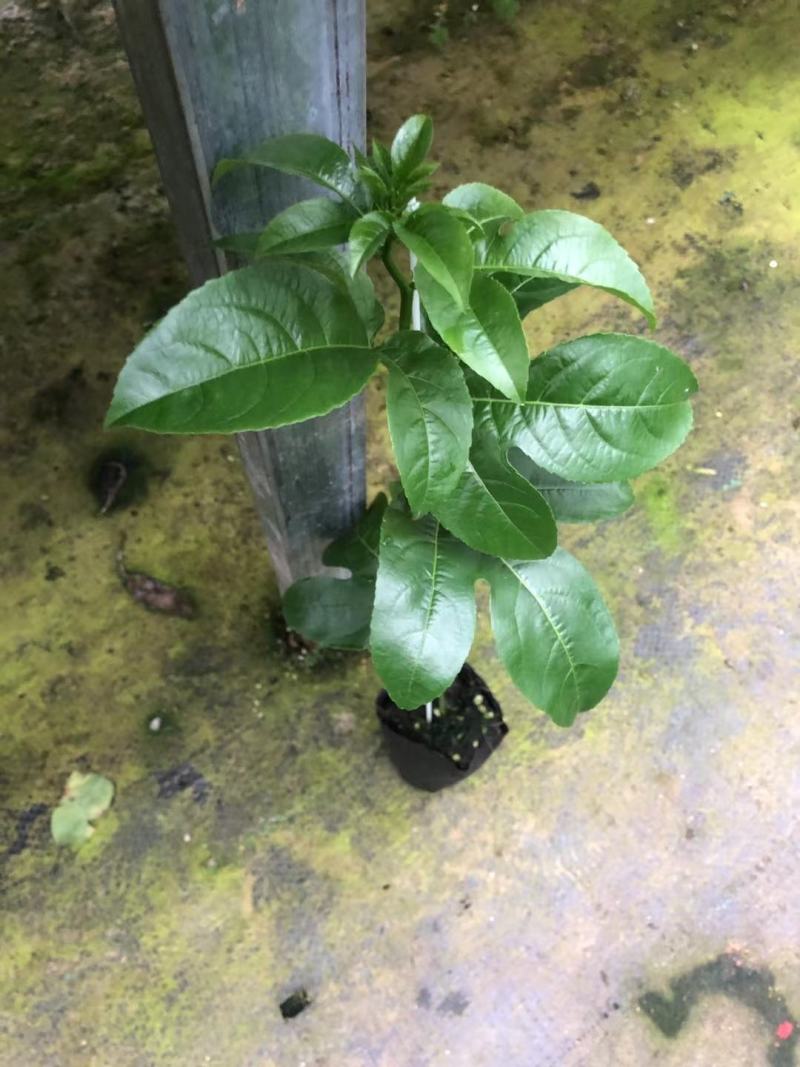 台农百香果嫁接苗，种植4个月后开花结果