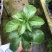 台农百香果嫁接苗，种植4个月后开花结果