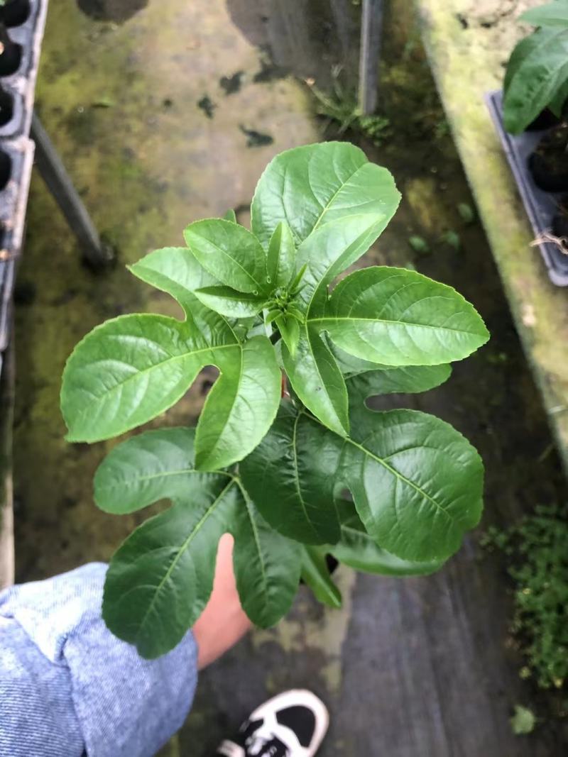 台农百香果嫁接苗，种植4个月后开花结果