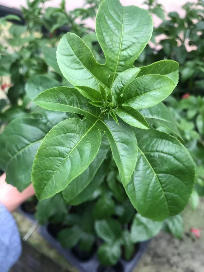 台农百香果嫁接苗，种植4个月后开花结果