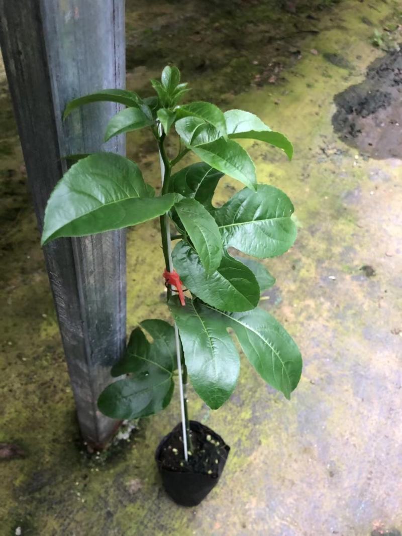 台农百香果嫁接苗，种植4个月后开花结果