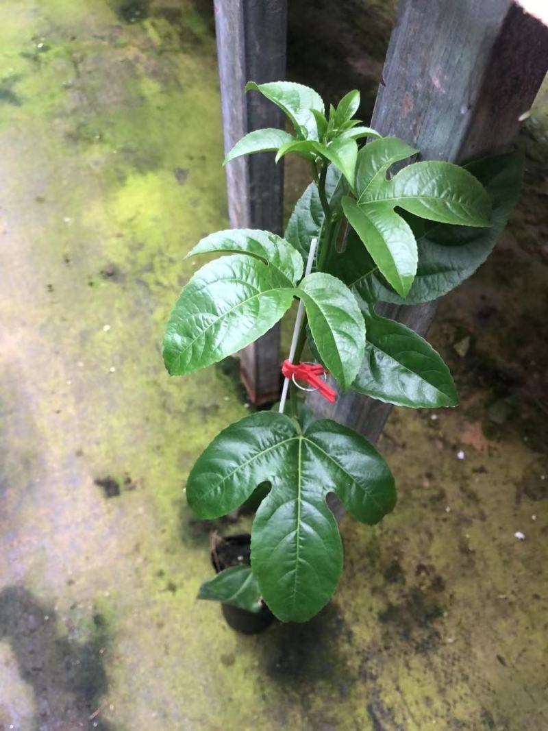 台农百香果嫁接苗，种植4个月后开花结果