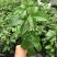 台农百香果嫁接苗，种植4个月后开花结果