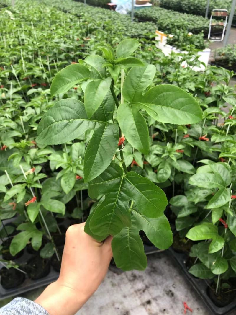 台农百香果嫁接苗，种植4个月后开花结果