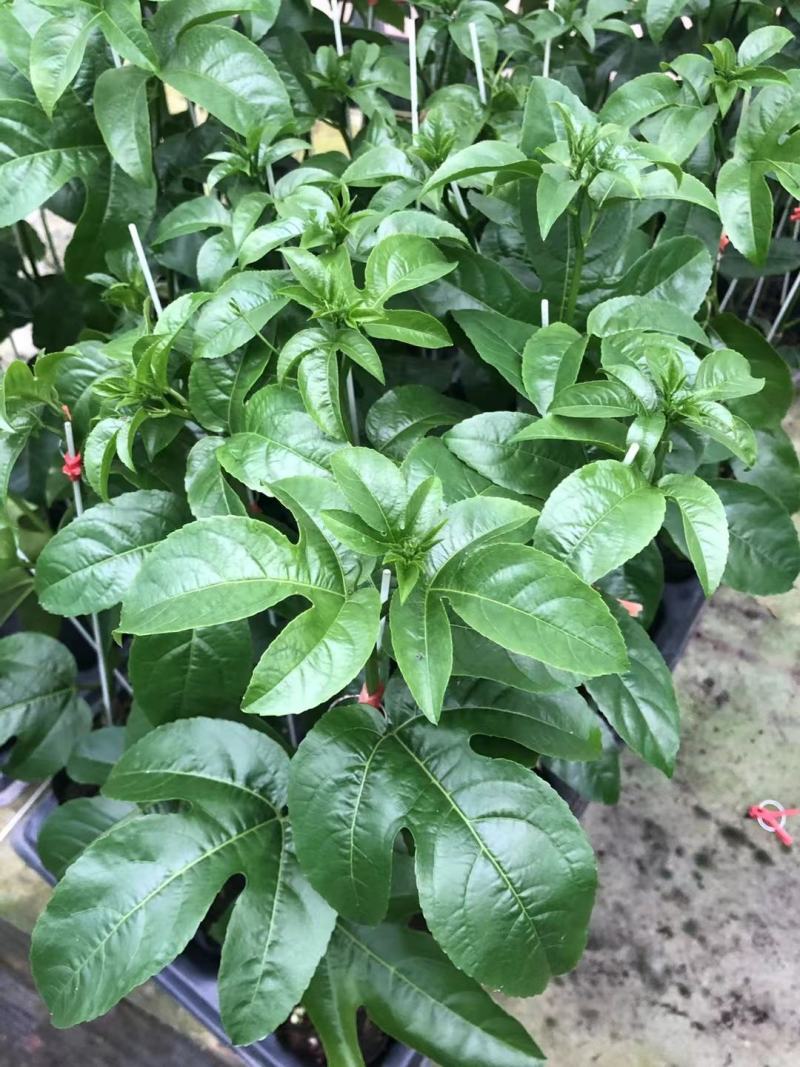 台农百香果嫁接苗，种植4个月后开花结果