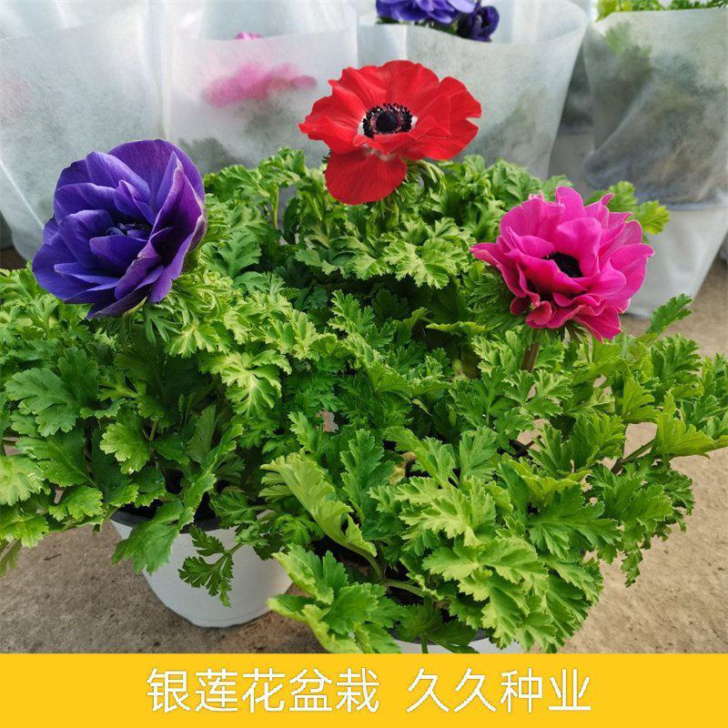 银莲花盆栽毛茛科植物阳台庭院多年生耐寒花卉带花苞发货