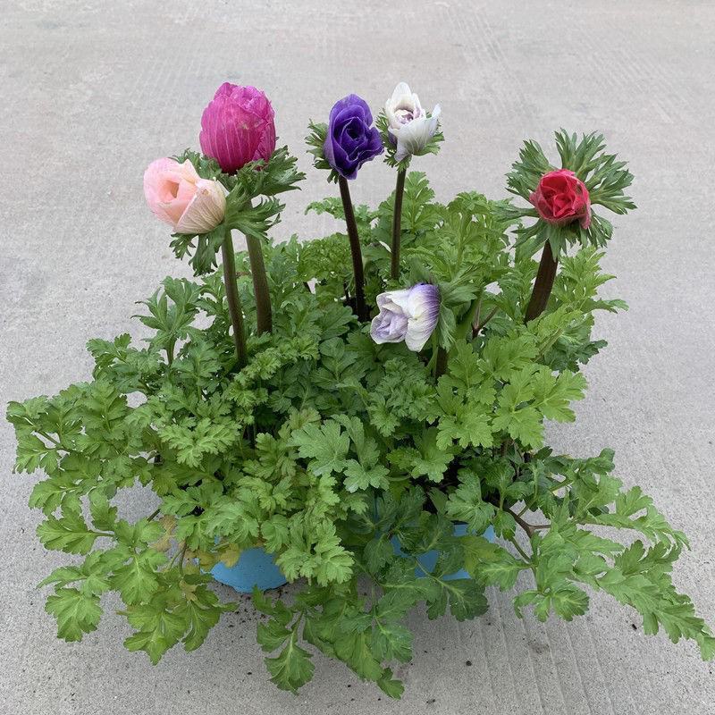 银莲花盆栽毛茛科植物阳台庭院多年生耐寒花卉带花苞发货