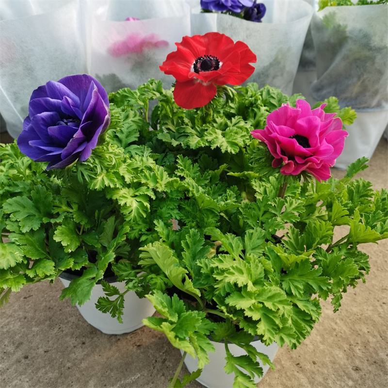 银莲花盆栽毛茛科植物阳台庭院多年生耐寒花卉带花苞发货