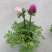 银莲花盆栽毛茛科植物阳台庭院多年生耐寒花卉带花苞发货