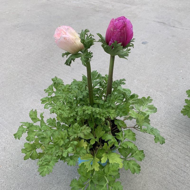 银莲花盆栽毛茛科植物阳台庭院多年生耐寒花卉带花苞发货