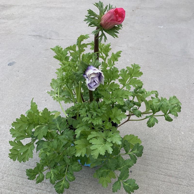 银莲花盆栽毛茛科植物阳台庭院多年生耐寒花卉带花苞发货