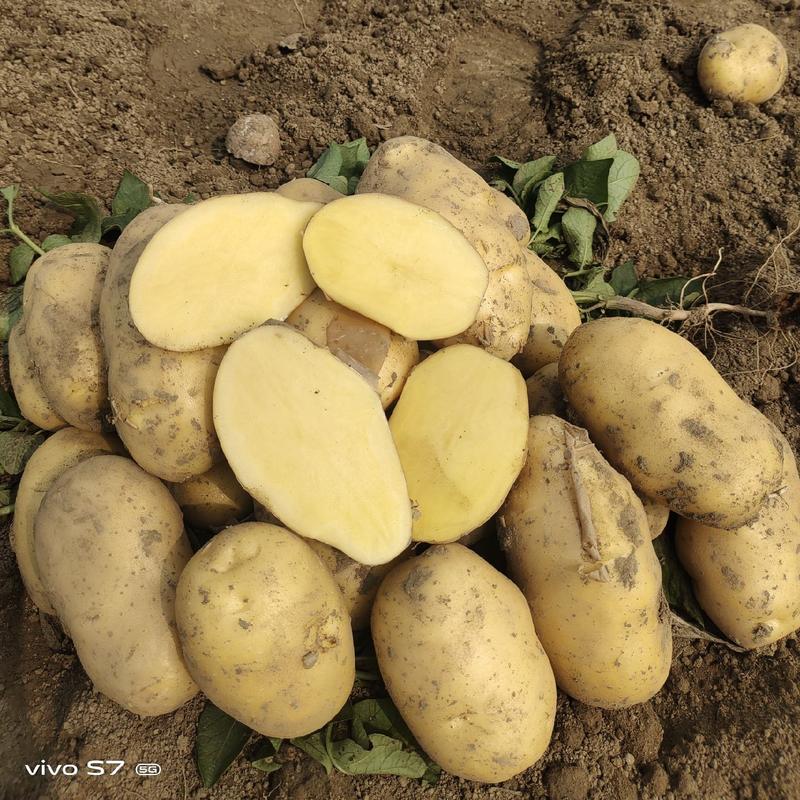 黄心土豆，黄皮黄心，一手货源，质量保证，适合电商，市场。