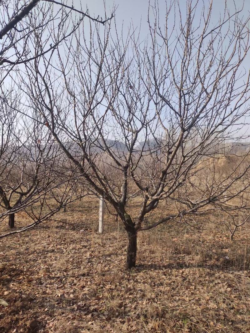 山杏大量供应，8-20公分大量供应中，无中介，质量好