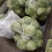 墨玉50甘兰通货1~2公斤，现已大量上市，可视频看货