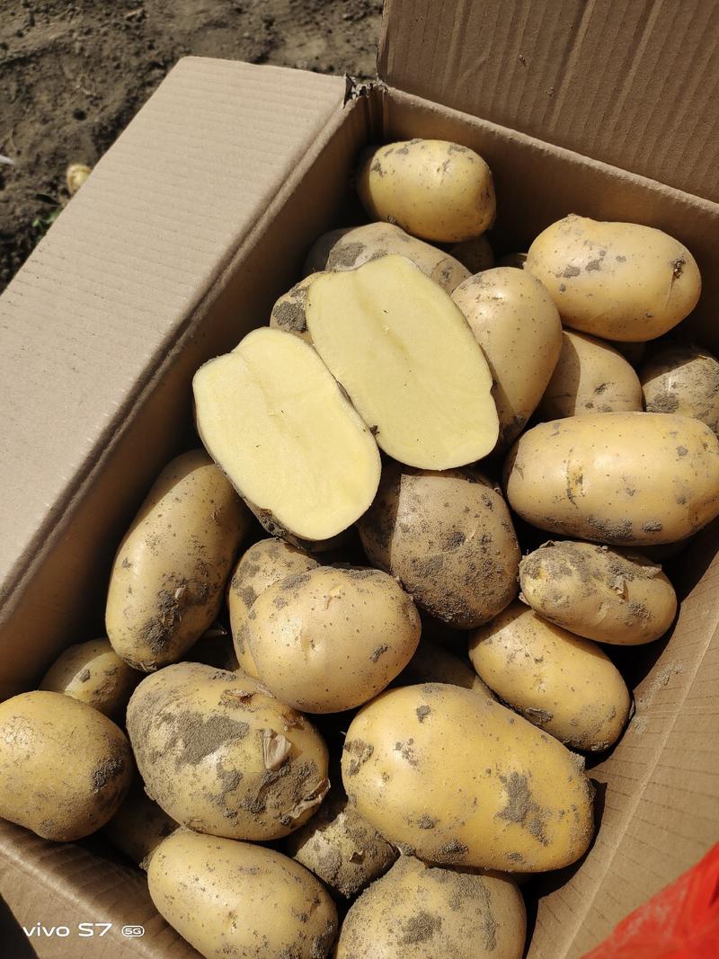 黄心土豆，黄皮黄心，一手货源，质量保证，