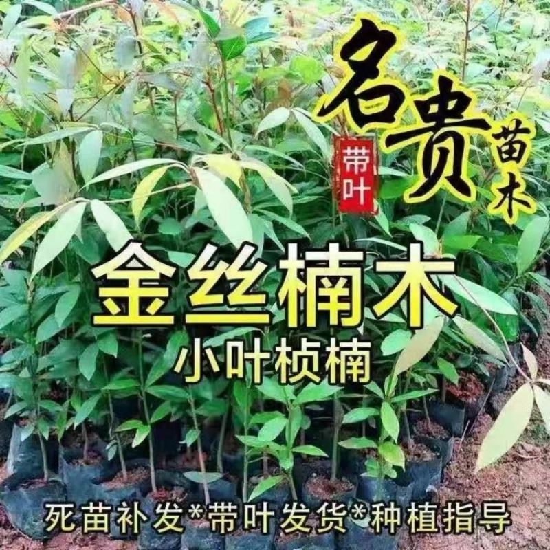 正宗金丝楠木树苗名贵金丝楠苗原生苗小叶桢楠树苗四川金丝楠