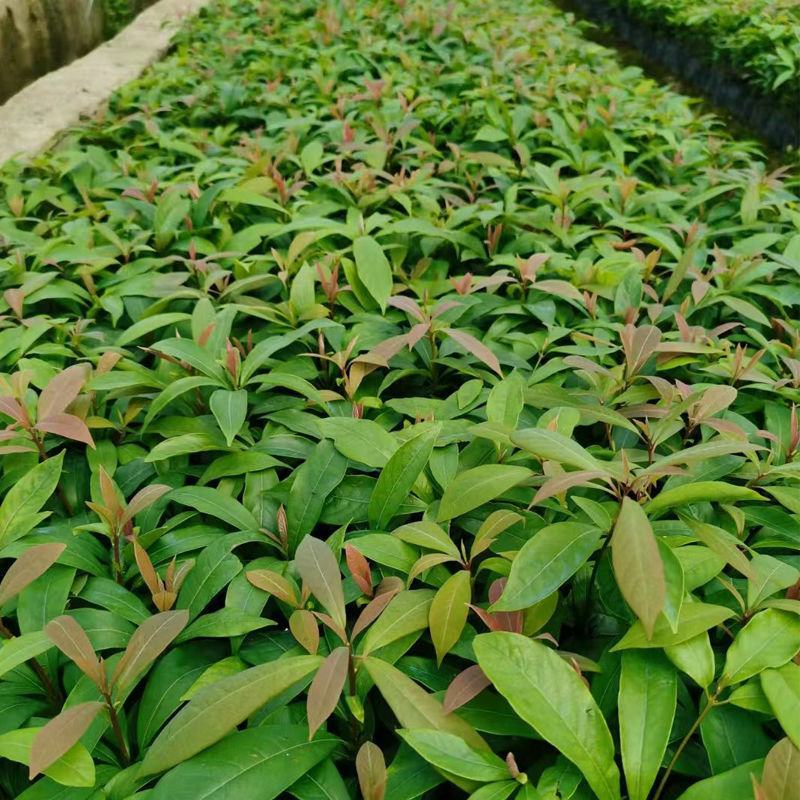 正宗金丝楠木树苗名贵金丝楠苗原生苗小叶桢楠树苗四川金丝楠