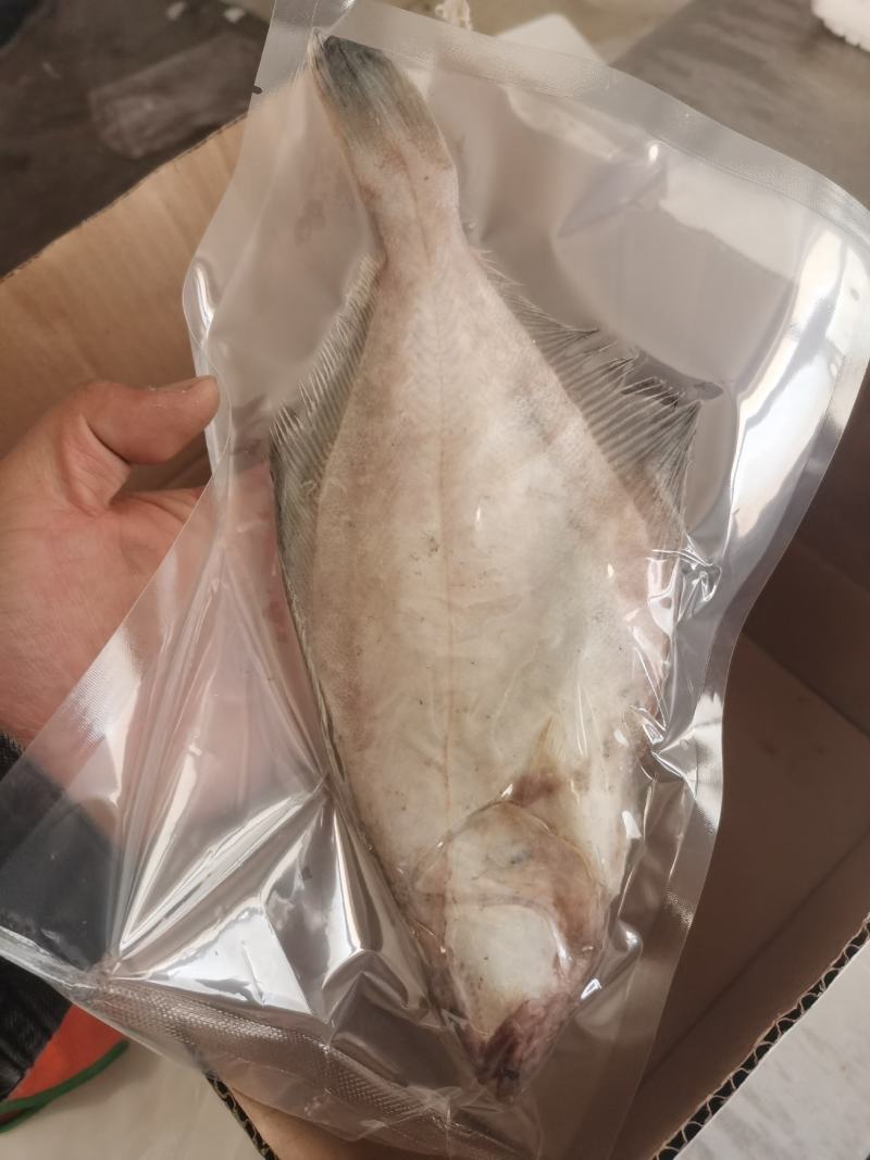 偏口鱼长脖鱼碟鱼比目鱼