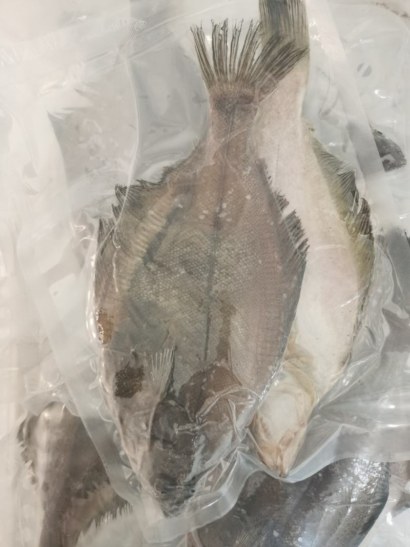 偏口鱼长脖鱼碟鱼比目鱼