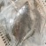 偏口鱼长脖鱼碟鱼比目鱼