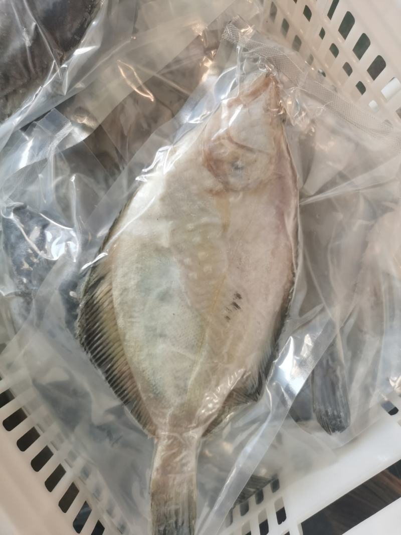偏口鱼长脖鱼碟鱼比目鱼