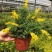 金雀盆景老桩花苗黄花金雀梅带花阳台花园四季花卉多年生植物