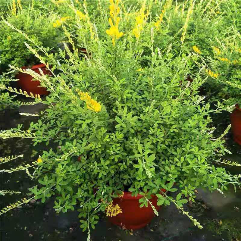 金雀盆景老桩花苗黄花金雀梅带花阳台花园四季花卉多年生植物