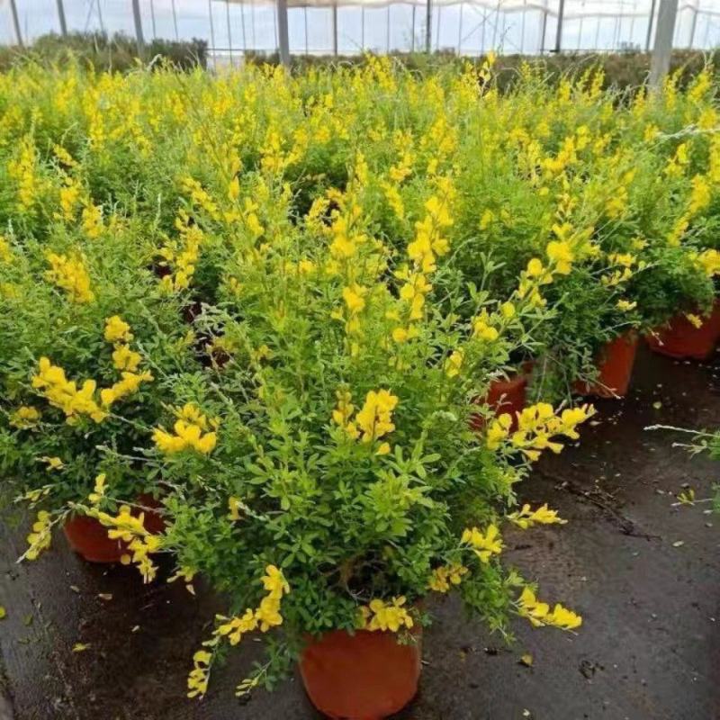 金雀盆景老桩花苗黄花金雀梅带花阳台花园四季花卉多年生植物