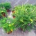 金雀盆景老桩花苗黄花金雀梅带花阳台花园四季花卉多年生植物