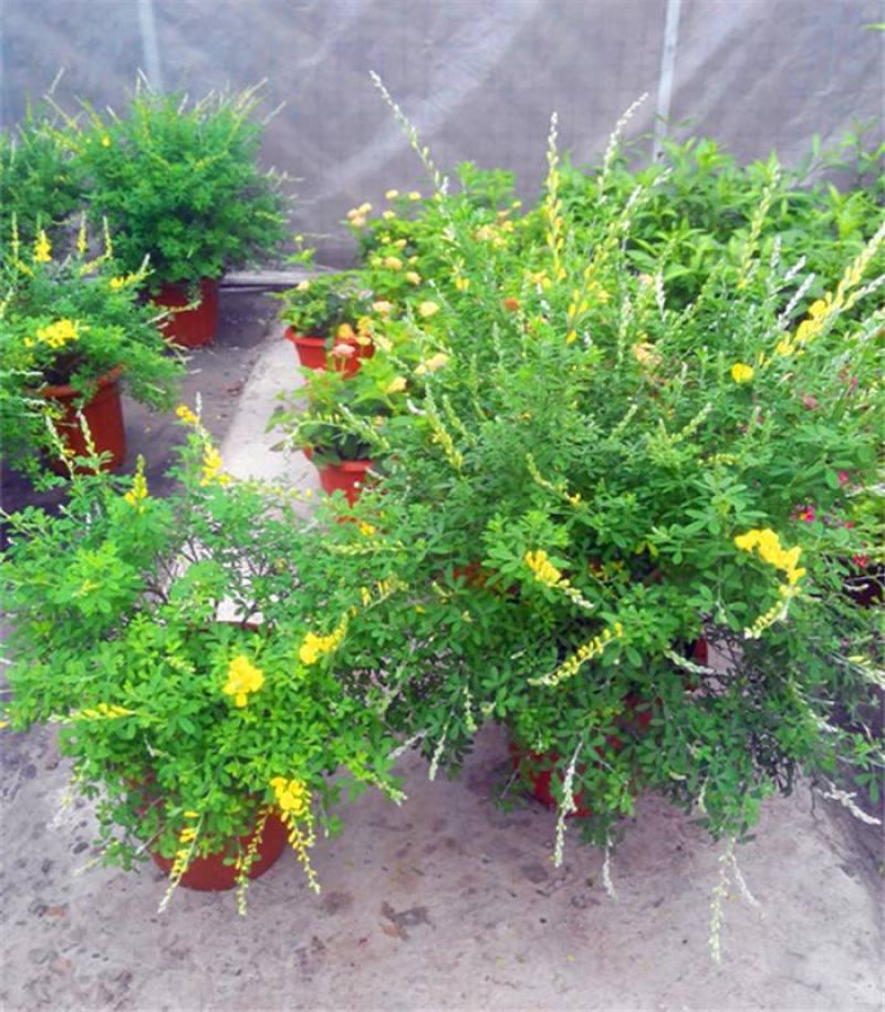 金雀盆景老桩花苗黄花金雀梅带花阳台花园四季花卉多年生植物