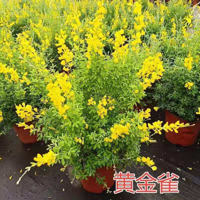 金雀盆景老桩花苗黄花金雀梅带花阳台花园四季花卉多年生植物