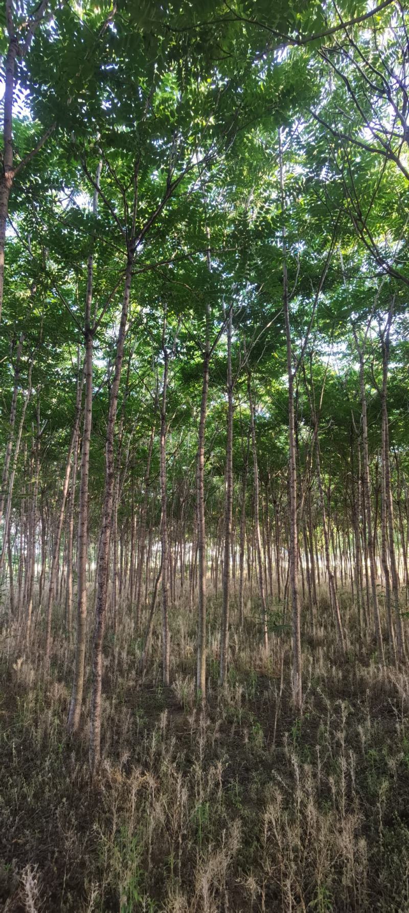 千头椿，椿树6公分-8公分-12公分的椿树大量有货